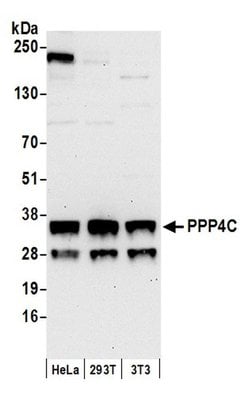 PPP4C Polyclonal Antibody, Bethyl Laboratories 20 &mu;L; Unconjugated:Antibodies,