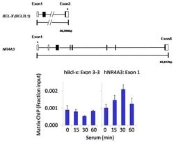 Invitrogen PPP4C Polyclonal Antibody 100 &mu;L; Unconjugated:Antibodies,