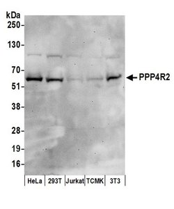 PPP4R2 Rabbit anti-Human, Mouse, Polyclonal, Bethyl Laboratories 10 &mu;L;
