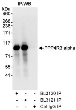 PPP4R3 Alpha Rabbit anti-Human, Polyclonal, Bethyl Laboratories 100 &mu;L;