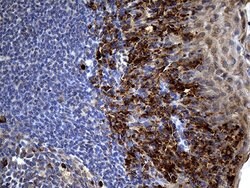 PPP4R4 Monoclonal Antibody (OTI1G7), TrueMAB , OriGene 30 &mu;L; Unconjugated:Antibodies,
