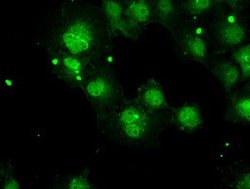 PPP5C Mouse anti-Canine, Human, Clone: OTI2G2, lyophilized, TrueMAB 100