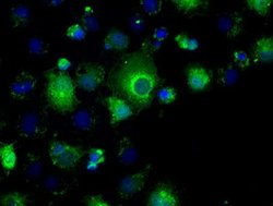 PPP5C Mouse anti-Canine, Human, Clone: OTI4G8, lyophilized, TrueMAB 100