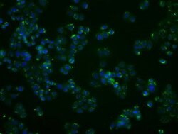 PPP5C Mouse anti-Canine, Human, Clone: OTI4G8, lyophilized, TrueMAB 100