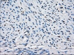 PPP5C Mouse anti-Canine, Human, Clone: OTI2G2, lyophilized, TrueMAB 100