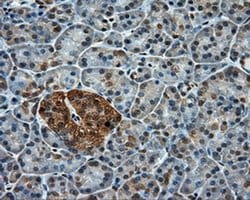 PPP5C Mouse anti-Human, Clone: OTI4E1, liquid, TrueMAB 100 &mu;L; Unconjugated:Antibodies,