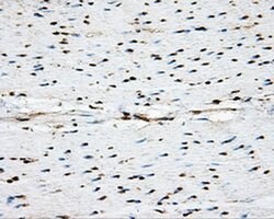 PPP5C Mouse anti-Human, Clone: OTI4E1, liquid, TrueMAB 100 &mu;L; Unconjugated:Antibodies,
