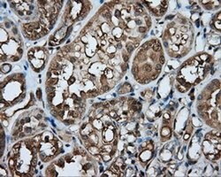 PPP5C Mouse anti-Human, Clone: OTI4E1, liquid, TrueMAB 100 &mu;L; Unconjugated:Antibodies,