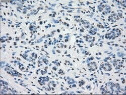 PPP5C Mouse anti-Canine, Human, Clone: OTI4G8, lyophilized, TrueMAB 100