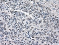 PPP5C Mouse anti-Canine, Human, Clone: OTI4G8, lyophilized, TrueMAB 100