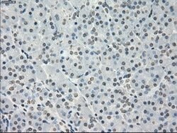 PPP5C Mouse anti-Canine, Human, Clone: OTI4G8, lyophilized, TrueMAB 100