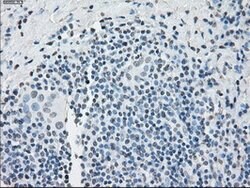 PPP5C Mouse anti-Canine, Human, Clone: OTI4G8, lyophilized, TrueMAB 100