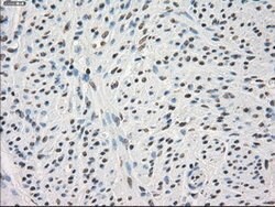 PPP5C Mouse anti-Canine, Human, Clone: OTI4G8, lyophilized, TrueMAB 100