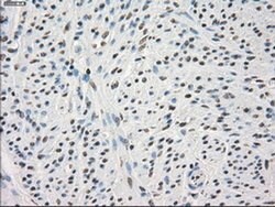 PPP5C Mouse anti-Canine, Human, Clone: OTI4G8, TrueMAB , Origene 30 &mu;L;