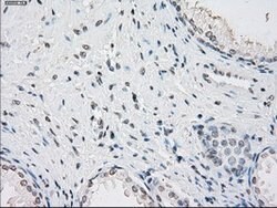 PPP5C Mouse anti-Canine, Human, Clone: OTI4G8, lyophilized, TrueMAB 100