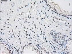 PPP5C Mouse anti-Canine, Human, Clone: OTI4G8, TrueMAB , Origene 30 &mu;L;