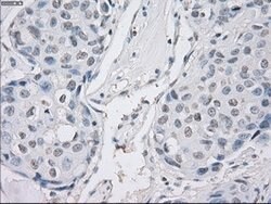 PPP5C Mouse anti-Canine, Human, Clone: OTI4G8, lyophilized, TrueMAB 100