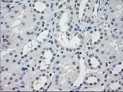 PPP5C Mouse anti-Canine, Human, Clone: OTI4G8, lyophilized, TrueMAB 100