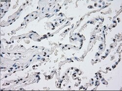 PPP5C Mouse anti-Canine, Human, Clone: OTI4G8, lyophilized, TrueMAB 100