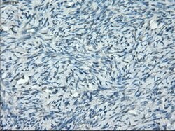 PPP5C Mouse anti-Canine, Human, Rat, Clone: OTI5A8, lyophilized, TrueMAB
