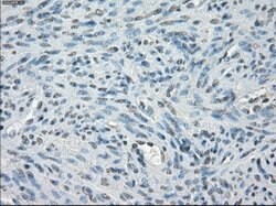 PPP5C Mouse anti-Canine, Human, Rat, Clone: OTI5A8, lyophilized, TrueMAB