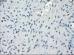 PPP5C Mouse anti-Canine, Human, Rat, Clone: OTI5A8, lyophilized, TrueMAB