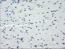 PPP5C Mouse anti-Canine, Human, Rat, Clone: OTI5A8, lyophilized, TrueMAB
