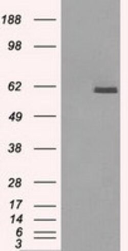 PPP5C Mouse anti-Canine, Human, Clone: OTI2G2, lyophilized, TrueMAB 100