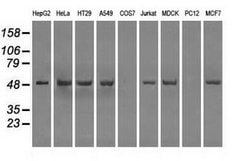 PPP5C Mouse anti-Canine, Human, Clone: OTI2G2, lyophilized, TrueMAB 100