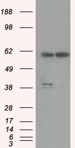 PPP5C Mouse anti-Human, Clone: OTI4E1, liquid, TrueMAB 100 &mu;L; Unconjugated:Antibodies,