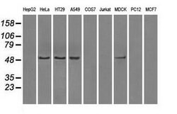 PPP5C Mouse anti-Canine, Human, Clone: OTI4G8, lyophilized, TrueMAB 100