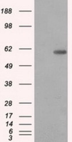 PPP5C Mouse anti-Canine, Human, Rat, Clone: OTI5A8, lyophilized, TrueMAB