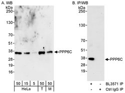PPP6C Rabbit anti-Human, Mouse, Polyclonal, Bethyl Laboratories 100 &mu;l;