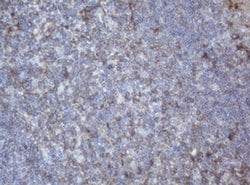 PPT1 Mouse anti-Human, Clone: OTI1F10, TrueMAB , Origene 30 &mu;L; Unconjugated:Antibodies