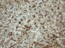 PPT1 Mouse anti-Human, Clone: OTI1F10, TrueMAB , Origene 30 &mu;L; Unconjugated:Antibodies