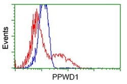 PPWD1 Monoclonal Antibody (OTI1B8), TrueMAB , OriGene:Antibodies:Primary