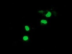 PPWD1 Monoclonal Antibody (OTI1B2), TrueMAB , OriGene:Antibodies:Primary