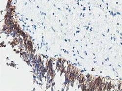 PPWD1 Monoclonal Antibody (OTI1B2), TrueMAB , OriGene:Antibodies:Primary