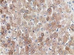 PPWD1 Monoclonal Antibody (OTI1B2), TrueMAB , OriGene 100 &mu;L; Unconjugated:Antibodies,