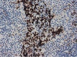 PPWD1 Monoclonal Antibody (OTI1B8), TrueMAB , OriGene 30 &mu;L; Unconjugated:Antibodies,