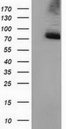 PPWD1 Monoclonal Antibody (OTI1G5), TrueMAB , OriGene:Antibodies:Primary