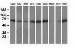 PPWD1 Monoclonal Antibody (OTI1G5), TrueMAB , OriGene:Antibodies:Primary
