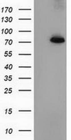 PPWD1 Monoclonal Antibody (OTI2B1), TrueMAB , OriGene:Antibodies:Primary