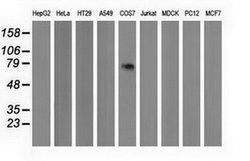 PPWD1 Mouse anti-Human, Clone: OTI2B1, lyophilized, TrueMAB 100 &mu;g;
