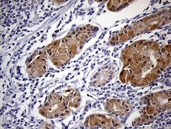 PRDX5 Monoclonal Antibody (OTI3B6), TrueMAB , OriGene 100 &mu;L; Unconjugated:Antibodies,