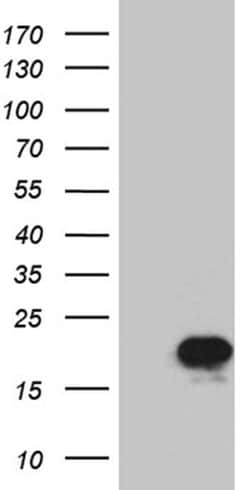 PRDX5 Monoclonal Antibody (OTI3B6), TrueMAB , OriGene 100 &mu;L; Unconjugated:Antibodies,