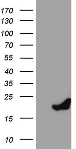 PRDX5 Monoclonal Antibody (OTI3A1), TrueMAB , OriGene 30 &mu;L; Unconjugated:Antibodies,