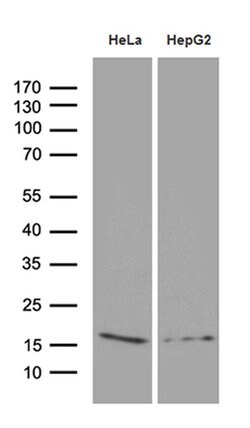 PRDX5 Monoclonal Antibody (OTI3A1), TrueMAB , OriGene 30 &mu;L; Unconjugated:Antibodies,