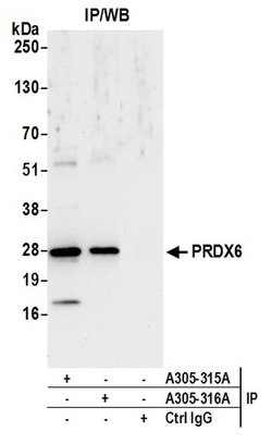 PRDX6 Rabbit anti-Human, Mouse, Polyclonal, Bethyl Laboratories 100 &mu;L;