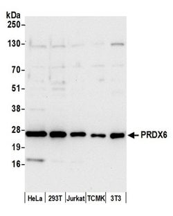 PRDX6 Rabbit anti-Human, Mouse, Polyclonal, Bethyl Laboratories 100 &mu;L;